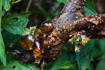 Beautiful tree resin bulbs on a fruit tree