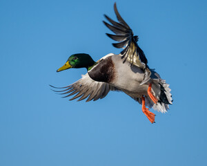Mallard Drake in flight