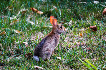 Rabbit in a field surrounded by dead leaves
