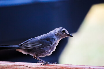 Beautiful bird sitting on the deck