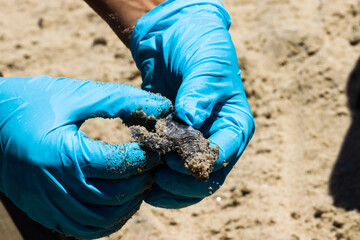 Endangered sea turtles hatching on the beach with the help of the park rangers 