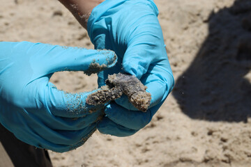 Endangered sea turtles hatching on the beach with the help of the park rangers 