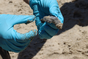 Endangered sea turtles hatching on the beach with the help of the park rangers 