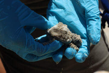 Endangered sea turtles hatching on the beach with the help of the park rangers 