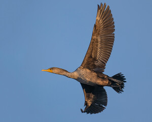 Cormorant in flight