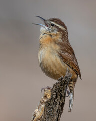 Carolina Wren