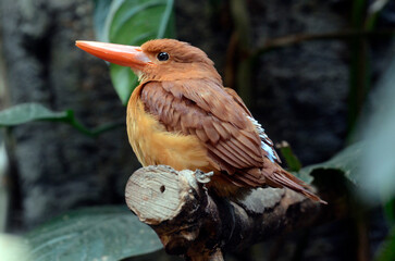 リュウキュウアカショウビン