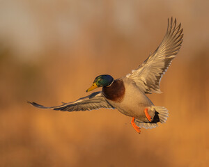 Mallard Drake in flight