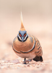 Portrait of a wild spinifex pigeon (Geophaps plumifera) foraging on the ground