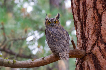 great horned owl