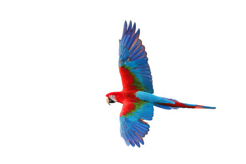 Colorful flying parrot isolated on transparent background.