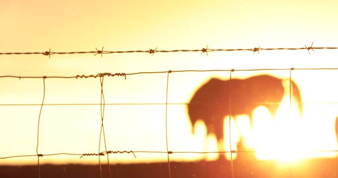 Silhouette of Horses at Sunrise 4