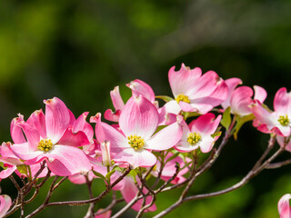 桜に負けない美しさ　ハナミズキの花