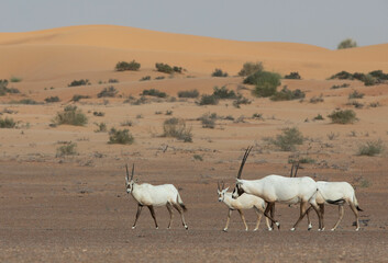 A family of arabian oryxes in desert landscape. Dubai, UAE.