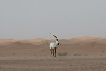 Solitary lonely arabian oryx in desert landscape looking to the right. Dubai, UAE.