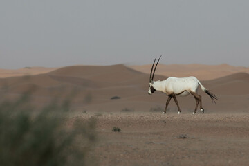 Solitary lonely arabian oryx walking calmly in desert landscape. Dubai, UAE.