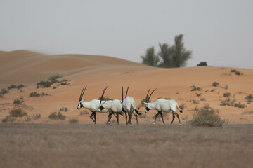 Fototapeta na wymiar A group of four arabian oryxes in desert landscape. Dubai, UAE.