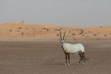 Solitary lonely arabian oryx in desert landscape looking towards the camera, making eye contact. Dubai, UAE. - obrazy, fototapety, plakaty