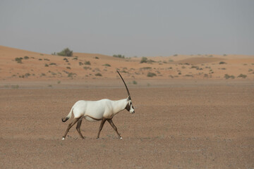 Solitary lonely arabian oryx in desert landscape walking forward. Dubai, UAE.