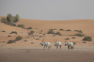 A group of arabian oryxes in desert landscape. Dubai, UAE.