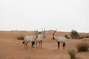A group of three arabian oryxes in desert landscape. Dubai, UAE.