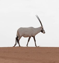 Solitary lonely arabian oryx in desert landscape. Dubai, UAE.