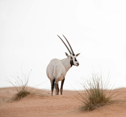 Solitary lonely arabian oryx in desert landscape looking back towards the camera. Dubai, UAE.