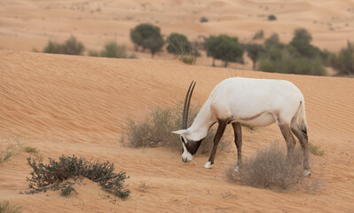 Solitary lonely arabian oryx in desert landscape. Dubai, UAE.
