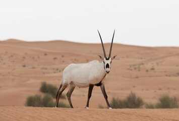 Solitary lonely arabian oryx looking majestic in desert landscape. Dubai, UAE.