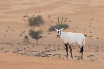 Solitary lonely arabian oryx posing in desert landscape. Dubai, UAE.