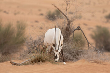 Solitary lonely arabian oryx eating shrubs in desert landscape. Dubai, UAE.
