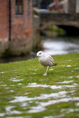 Bird at Westgate Garden and Great Stour River in Canterbury near Westgate Towers and Museum during winter in Canterbury , United Kingdom : 4 March 2018