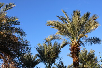 Fototapeta na wymiar palm trees against blue sky. Medina date palm trees. date palm garden 