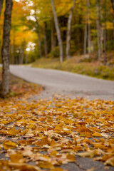 autumn leaves on the road