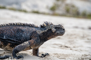 Iguana marina