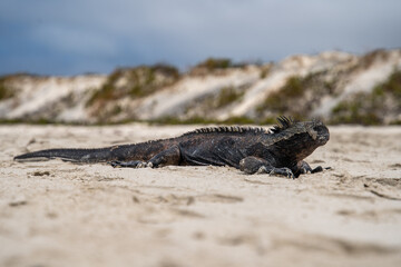 Iguana marina