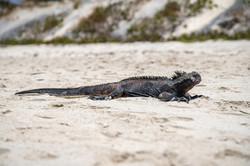 Iguana marina