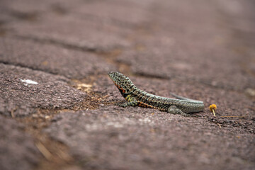 Lagartija sobre sendero, Galápagos