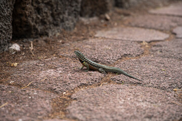 Lagartija sobre sendero, Galápagos