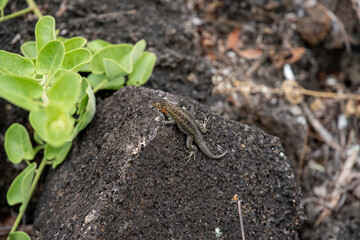Lagartija sobre sendero, Galápagos