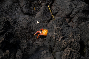 Cangrejo sobre piedras negras