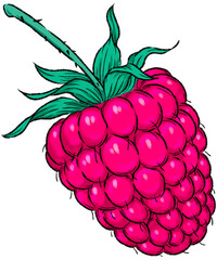 Digital drawing of raspberry isolated transparent background