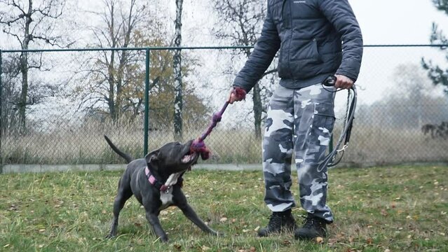 Playing stafford in the garden of a animal shelter.