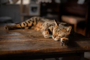 机で寝るベンガル猫