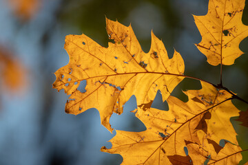 Naklejka na ściany i meble Yellow autumn maple leaves against the blue sky.
