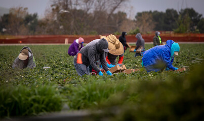 A row of field workers picking strawberries in a field