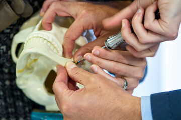 Jaw plating workshop on foam skull model