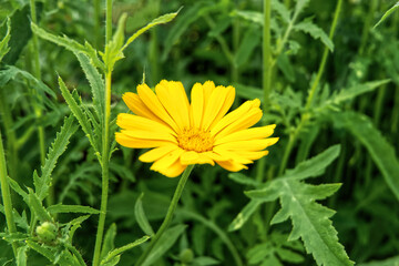 yellow flower in the grass