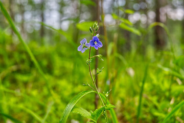 blue flowers in the grass