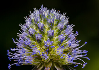 Close-up image of a thistle flower with black background.